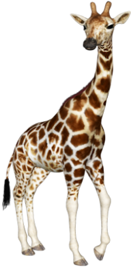 Giraffe Free PNG Image Download 9