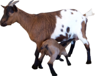 Goat Free PNG Image Download 1