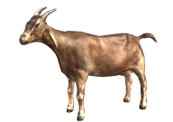 Goat Free PNG Image Download 10