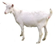 Goat Free PNG Image Download 15