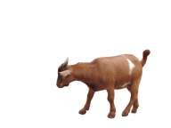 Goat Free PNG Image Download 17