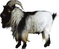 Goat Free PNG Image Download 2