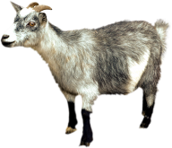 Goat Free PNG Image Download 3