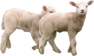 Goat Free PNG Image Download 4