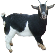 Goat Free PNG Image Download 5