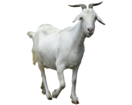 Goat Free PNG Image Download 8