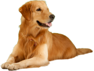Golden Color Dog Png
