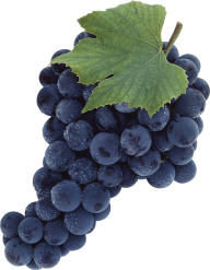 Grape Free PNG Image Download 13