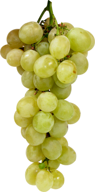 Grape Free PNG Image Download 20