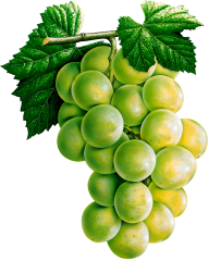 Grape Free PNG Image Download 24