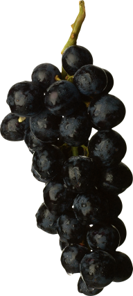 Grape Free PNG Image Download 43