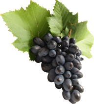 Grape Free PNG Image Download 48