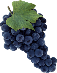 Grape Free PNG Image Download 50