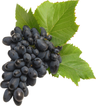 Grape Free PNG Image Download 54
