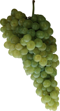 Grape Free PNG Image Download 8