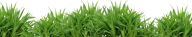 Grass Free PNG Image Download 11