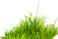 Grass Free PNG Image Download 12