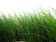 Grass Free PNG Image Download 13
