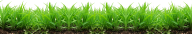 Grass Free PNG Image Download 14