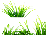Grass Free PNG Image Download 15