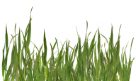 Grass Free PNG Image Download 19