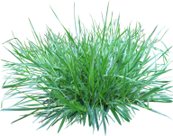 Grass Free PNG Image Download 24