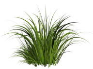 Grass Free PNG Image Download 25