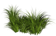 Grass Free PNG Image Download 30