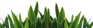 Grass Free PNG Image Download 36