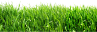 Grass Free PNG Image Download 8