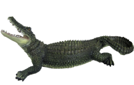 Green Crocodile Png