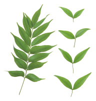 Green Leaves Free PNG Image Download 1