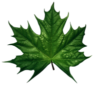 Green Leaves Free PNG Image Download 12