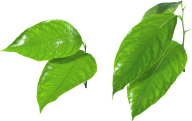 Green Leaves Free PNG Image Download 13