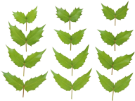 Green Leaves Free PNG Image Download 14