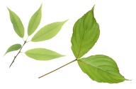 Green Leaves Free PNG Image Download 15