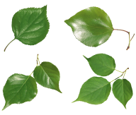 Green Leaves Free PNG Image Download 16