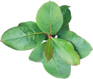 Green Leaves Free PNG Image Download 17