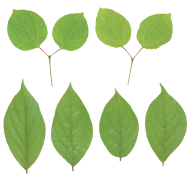 Green Leaves Free PNG Image Download 18
