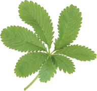 Green Leaves Free PNG Image Download 19