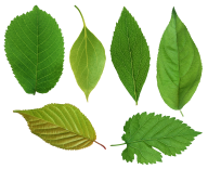 Green Leaves Free PNG Image Download 20