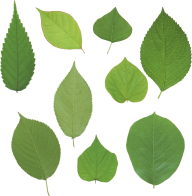 Green Leaves Free PNG Image Download 21