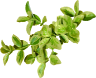 Green Leaves Free PNG Image Download 22