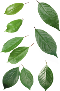 Green Leaves Free PNG Image Download 23