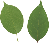 Green Leaves Free PNG Image Download 24