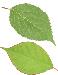 Green Leaves Free PNG Image Download 25