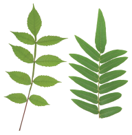 Green Leaves Free PNG Image Download 26