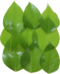Green Leaves Free PNG Image Download 27
