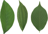 Green Leaves Free PNG Image Download 29