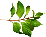 Green Leaves Free PNG Image Download 32